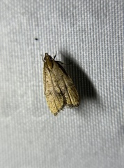 Psilocorsis quercicella