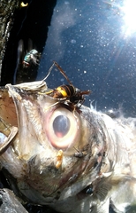 Vespa velutina nigrithorax