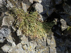 Asplenium septentrionale