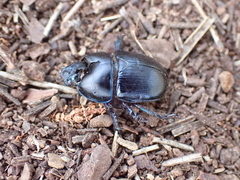 Anoplotrupes stercorosus