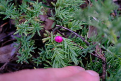 Enchylaena tomentosa