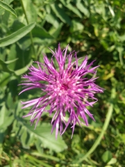 Centaurea scabiosa