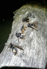 Vespa velutina nigrithorax