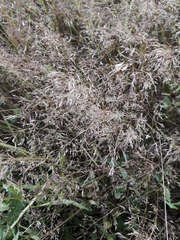 Agrostis capillaris