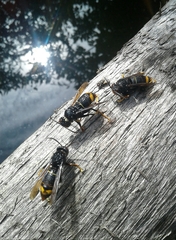 Vespa velutina nigrithorax