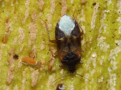 Anthocoridae