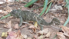 Chamaeleo chamaeleon