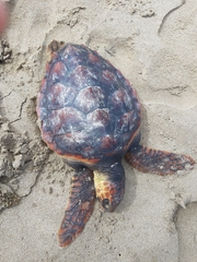 Caretta caretta