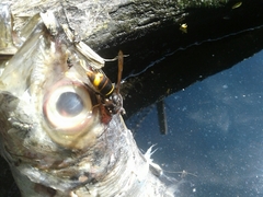 Vespa velutina nigrithorax