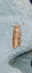 Spodoptera exigua