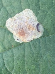 Cameraria corylisella