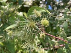 Clematis ligusticifolia
