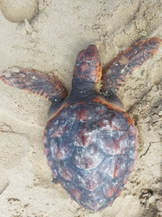 Caretta caretta