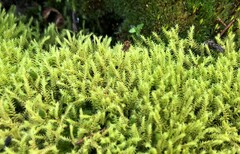 Triquetrella papillata