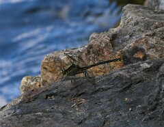 Dromogomphus spinosus