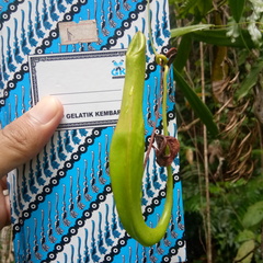 Nepenthes reinwardtiana