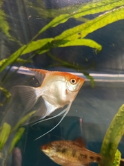 Pterophyllum scalare