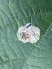 Cameraria corylisella