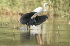 Egretta ardesiaca