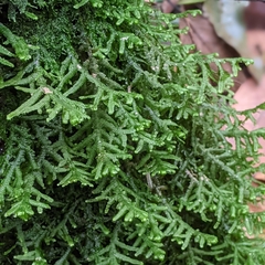 Porella platyphylla