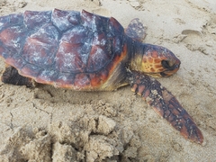Caretta caretta
