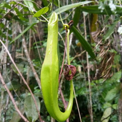 Nepenthes reinwardtiana