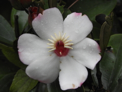 Blakea quadrangularis