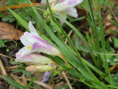 Freesia leichtlinii
