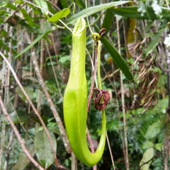 Nepenthes reinwardtiana