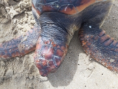 Caretta caretta