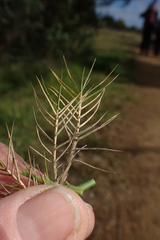 Distichlis distichophylla