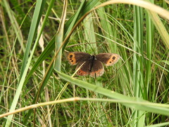 Erebia