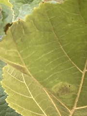 Cameraria corylisella