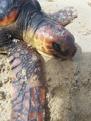 Caretta caretta