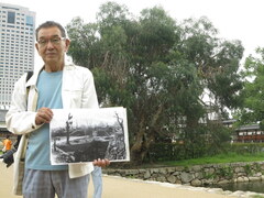 Eucalyptus melliodora