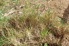 Distichlis distichophylla