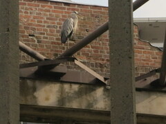 Ardea cinerea