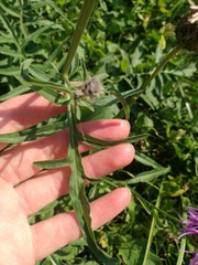 Centaurea scabiosa