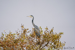 Ardea melanocephala