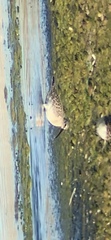 Calidris ferruginea