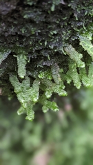 Porella platyphylla