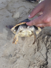 Caretta caretta