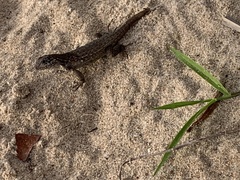 Leiocephalus carinatus