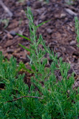 Enchylaena tomentosa