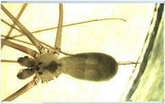 Pholcus alticeps
