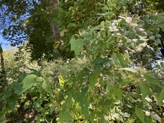 Clematis ligusticifolia