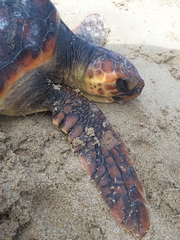Caretta caretta