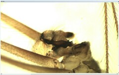 Pholcus alticeps