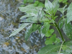 Leptogomphus sauteri formosanus