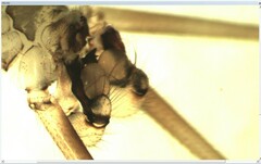 Pholcus alticeps